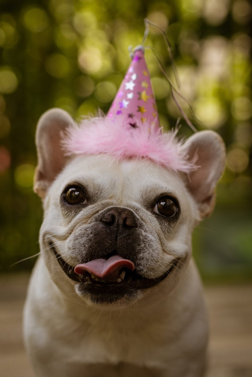 a dog with a party hat