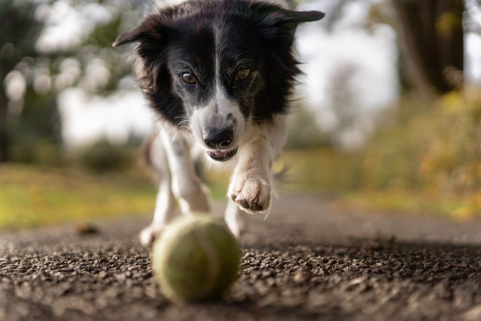 a dog running with a ball