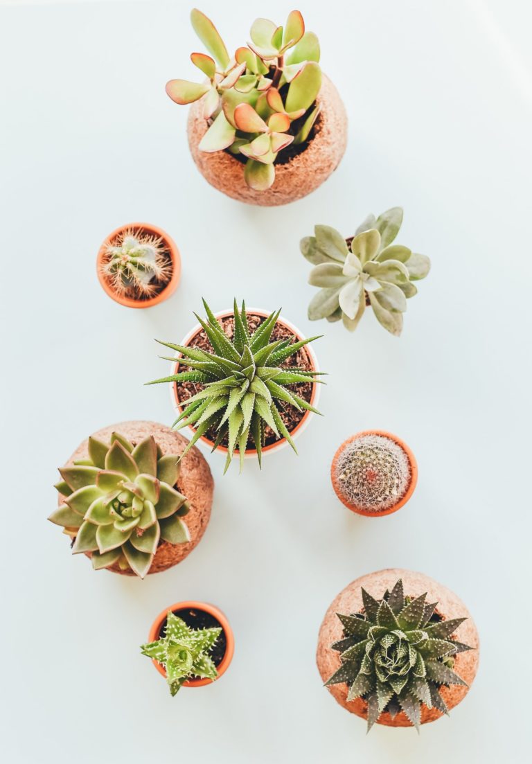 a group of cactus